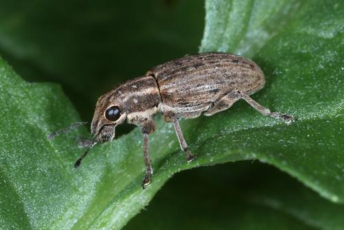 Réf. 264 639 : Sitona puncticollis